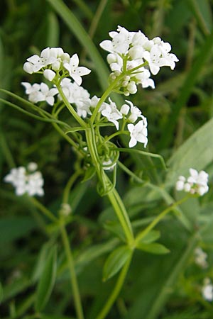 Galium palustre agg. / Common Marsh Bedstraw, D Lampertheim 11.6.2009