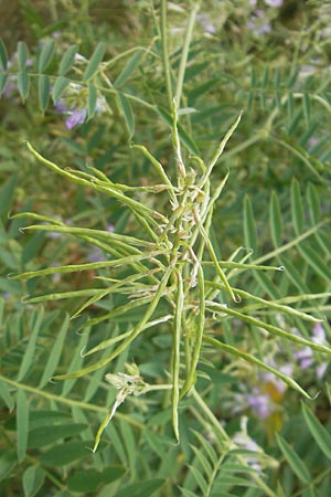 Galega officinalis \ Geiraute / Goat's Rue, D Botan. Gar.  Universit.  Mainz 11.7.2009