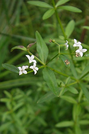 Galium palustre agg. \ Sumpf-Labkraut / Common Marsh Bedstraw, D Mannheim 19.9.2009