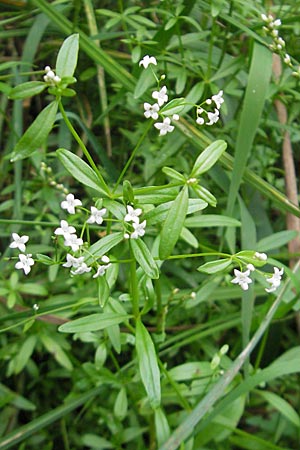 Galium palustre agg., Common Marsh Bedstraw