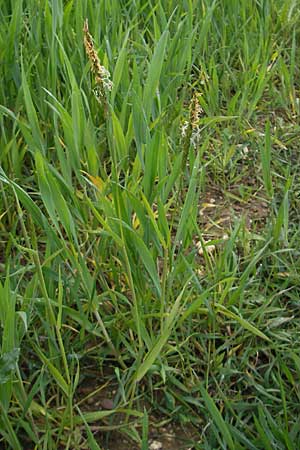 Alopecurus myosuroides \ Acker-Fuchsschwanz / Black-Grass, D Rheinhessen, Neu-Bamberg 15.5.2010