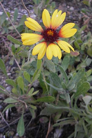 Gaillardia aristata, Common Blanket Flower