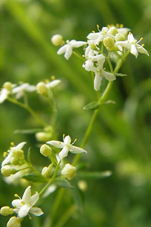 Galium album agg. \ Weies Labkraut, D Lampertheim 21.5.2012