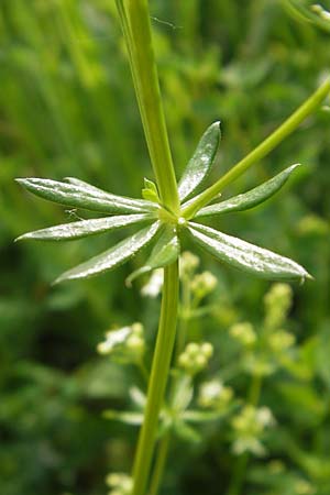 Galium album agg. \ Weies Labkraut, D Lampertheim 21.5.2012