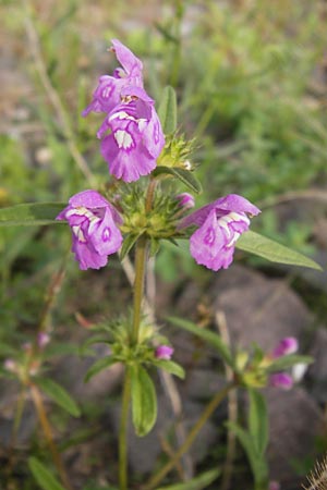 Galeopsis angustifolia / Red Hemp-Nettle, D Mannheim 21.9.2013