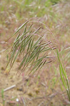 Bromus tectorum / Drooping Brome, D Mainz 15.5.2010