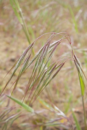 Bromus tectorum \ Dach-Trespe / Drooping Brome, D Mainz 15.5.2010