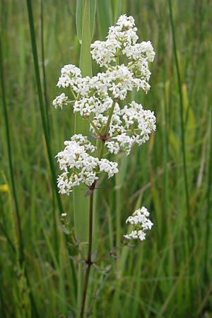 Galium boreale \ Nordisches Labkraut / Northern Bedstraw, D Murnau 20.6.2011