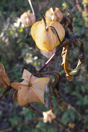 Nicandra physalodes \ Giftbeere / Apple of Peru, D Ludwigshafen 26.10.2011