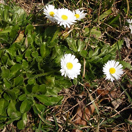 Bellis perennis \ Gnseblmchen, Tausendschn / Common Daisy, D Hemsbach 8.3.2014