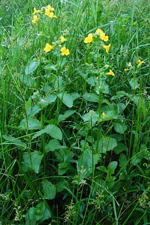 Mimulus guttatus \ Gefleckte Gauklerblume / Monkey Flower, D Obernzell an der Donau 11.6.2014