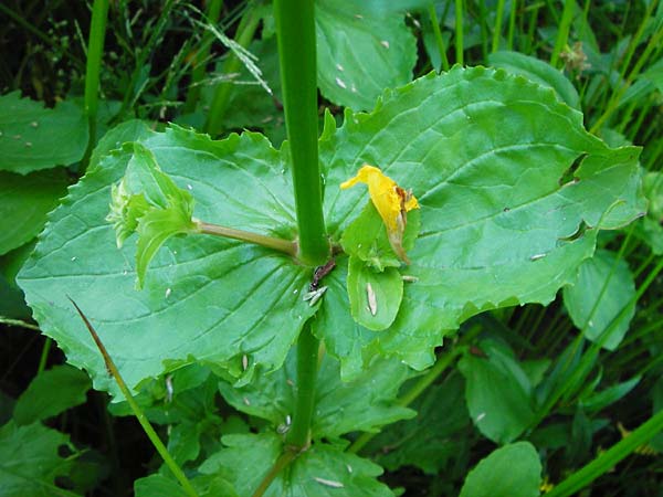 Mimulus guttatus / Monkey Flower, D Obernzell an der Donau 11.6.2014