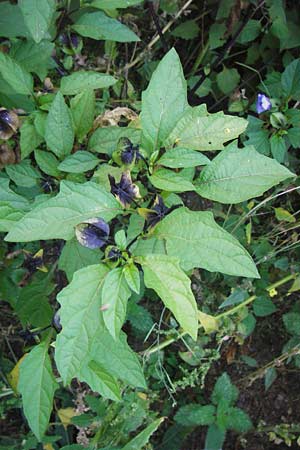 Nicandra physalodes \ Giftbeere / Apple of Peru, D Mannheim 30.9.2014