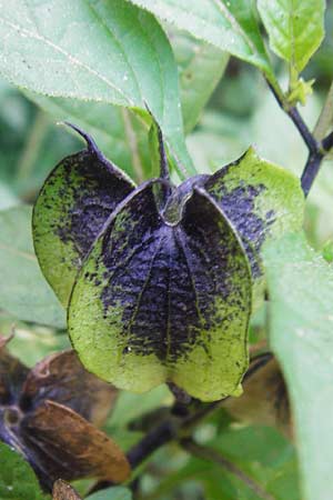 Nicandra physalodes \ Giftbeere, D Mannheim 30.9.2014