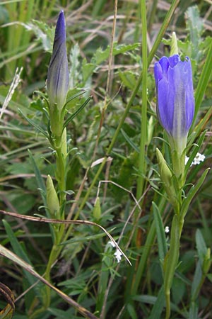 Gentiana pneumonanthe \ Lungen-Enzian / Marsh Gentian, D Pfalz, Speyer 3.7.2012