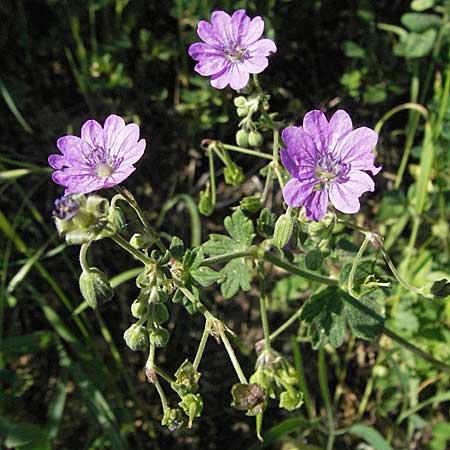 Geranium pyrenaicum \ Pyrenen-Storchschnabel / Hedge-Row Crane's-Bill, D Bruchsal 11.5.2006