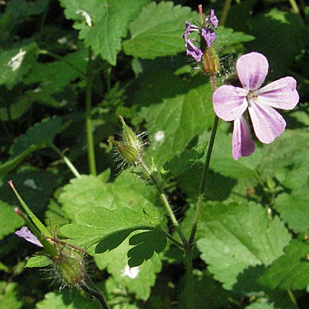 Geranium robertianum \ Stinkender Storchschnabel, Ruprechtskraut / Herb Robert, D Bensheim 13.6.2006