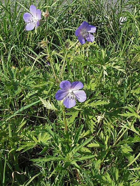 Geranium pratense \ Wiesen-Storchschnabel / Meadow Crane's-Bill, D Bruchsal 14.6.2006