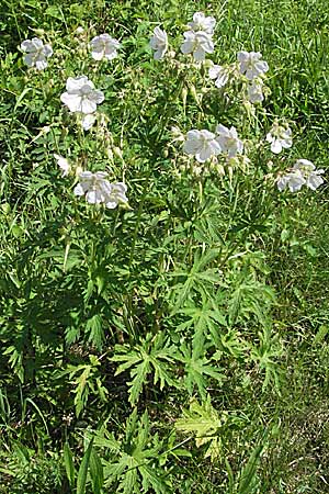 Geranium pratense \ Wiesen-Storchschnabel, D Pforzheim 29.6.2006