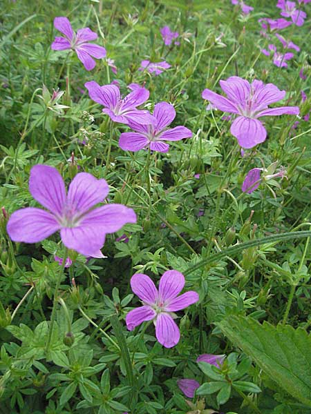 Geranium palustre \ Sumpf-Storchschnabel, D Ortenberg 26.8.2006