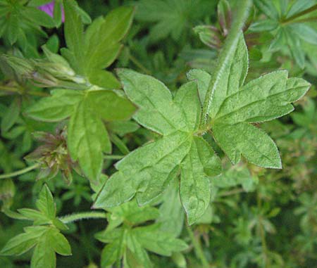 Geranium palustre \ Sumpf-Storchschnabel, D Ortenberg 26.8.2006