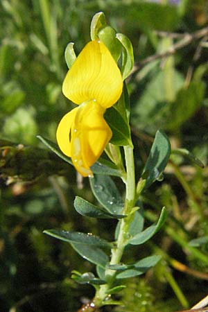 Genista anglica \ Englischer Ginster, D Schwarzwald, Schönau 18.5.2007