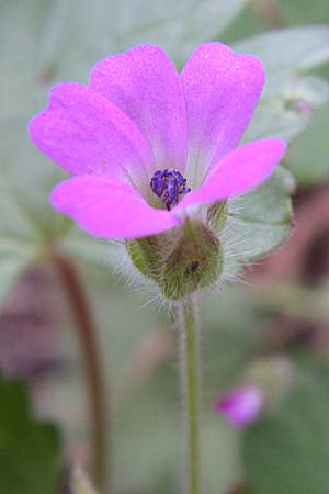 Geranium rotundifolium \ Rundblttriger Storchschnabel / Round-Leaved Crane's-Bill, D Grünstadt-Asselheim 4.5.2008