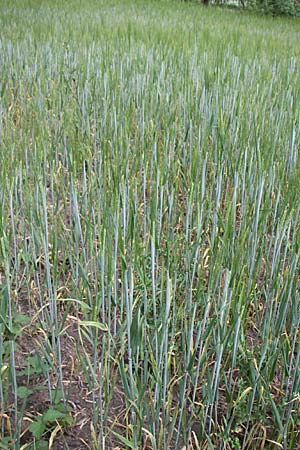 Hordeum vulgare \ Brau-Gerste, Mehrzeilige Gerste / Six-Rowed Barley, D Eisenberg 2.8.2008