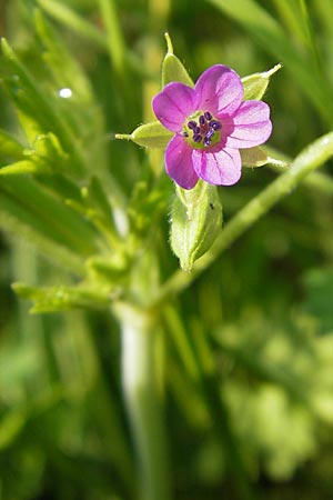 Geranium dissectum \ Schlitzblttriger Storchschnabel / Cut-Leaved Crane's-Bill, D Lampertheim 3.5.2009