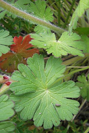 Geranium pyrenaicum \ Pyrenen-Storchschnabel / Hedge-Row Crane's-Bill, D Mannheim 6.5.2009