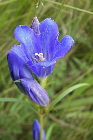 Gentiana pneumonanthe \ Lungen-Enzian, D Pfalz, Speyer 22.7.2009