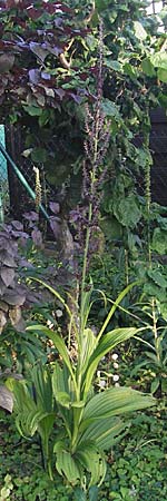 Veratrum nigrum \ Schwarzer Germer, D Weinheim an der Bergstraße 23.7.2009