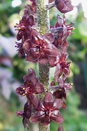 Veratrum nigrum \ Schwarzer Germer, D Weinheim an der Bergstraße 23.7.2009