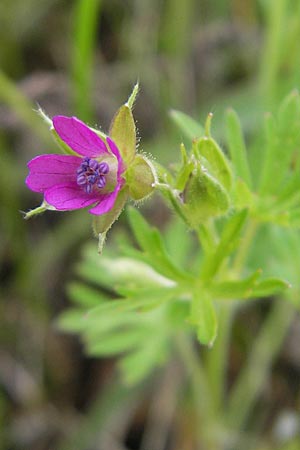 Geranium dissectum \ Schlitzblttriger Storchschnabel, D Callbach 15.5.2010