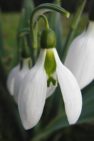 Galanthus elwesii / Giant Snowdrop, D Mannheim 18.2.2014