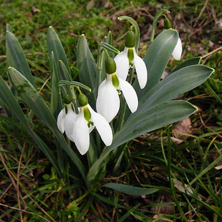 Galanthus elwesii / Giant Snowdrop, D Mannheim 18.2.2014