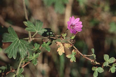 Geranium pyrenaicum \ Pyrenen-Storchschnabel / Hedge-Row Crane's-Bill, D Mannheim 6.11.2005