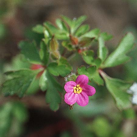 Geranium purpureum \ Purpur-Storchschnabel / Little Robin, Lesser Herb Robert, D Schwetzingen 1.5.2006