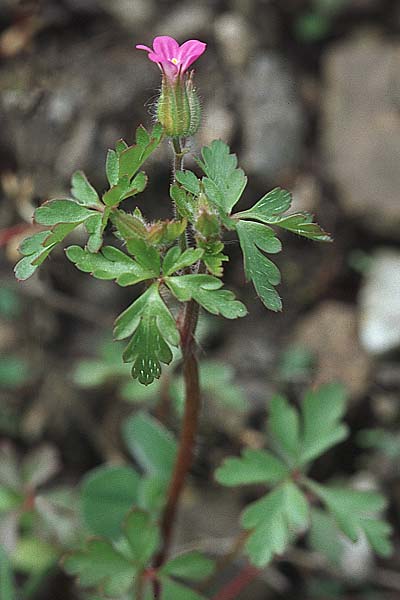 Geranium purpureum / Little Robin, Lesser Herb Robert, D Schwetzingen 1.5.2006