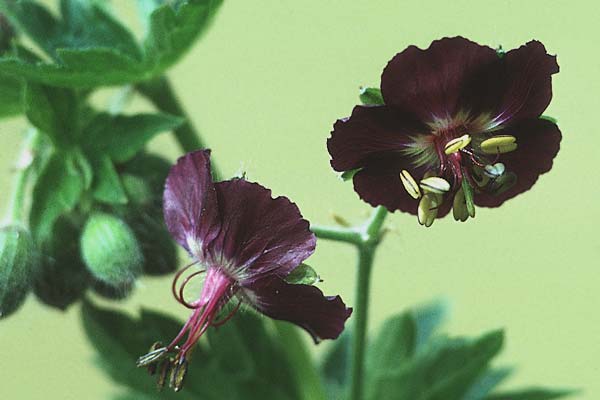 Geranium phaeum \ Brauner Storchschnabel / Dusky Crane's-Bill, D Schwarzwald/Black-Forest, Bad Liebenzell 30.5.1993