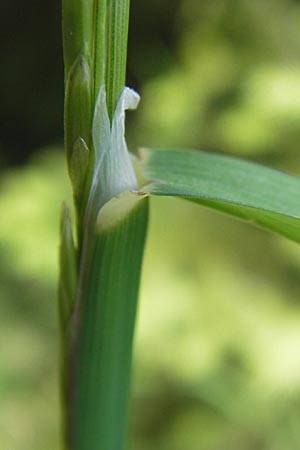 Glyceria fluitans \ Flutender Schwaden, D Schwarzwald, Kaltenbronn 7.7.2012