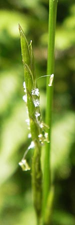 Glyceria fluitans \ Flutender Schwaden / Floating Sweet Grass, D Schwarzwald/Black-Forest, Kaltenbronn 7.7.2012