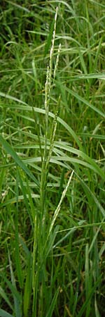 Glyceria fluitans \ Flutender Schwaden / Floating Sweet Grass, D Odenwald, Affolterbach 30.5.2014