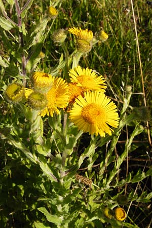 Pulicaria dysenterica \ Groes Flohkraut / Common Fleabane, D Oppenheim 18.7.2014