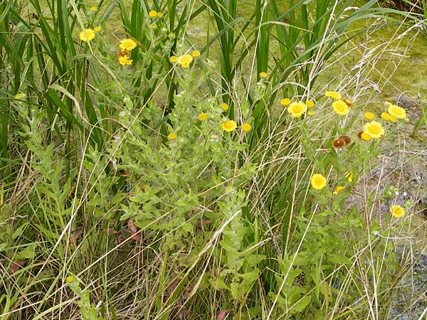 Pulicaria dysenterica / Common Fleabane, D Bad Nauheim 26.7.2014