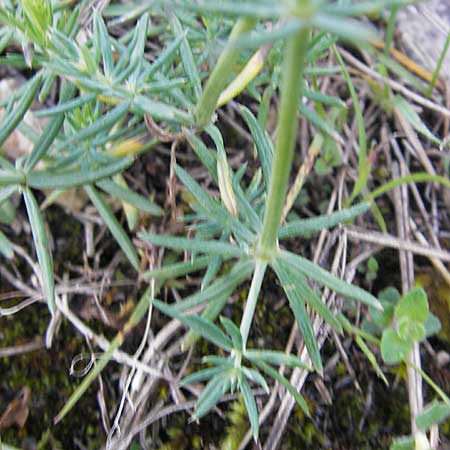 Galium glaucum \ Blaugrnes Labkraut / Glaucous Bedstraw, Waxy Bedstraw, D Nördlingen 23.5.2009