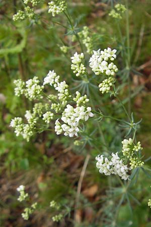 Galium glaucum \ Blaugrnes Labkraut, D Neuburg an der Donau 6.5.2012