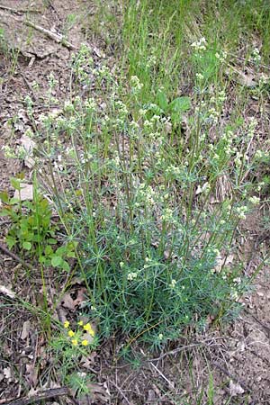 Galium glaucum \ Blaugrnes Labkraut / Glaucous Bedstraw, Waxy Bedstraw, D Thüringen, Drei Gleichen 7.5.2013