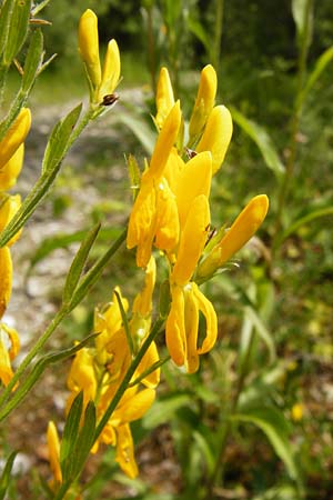 Genista tinctoria \ Frber-Ginster, D Regensburg 12.6.2014