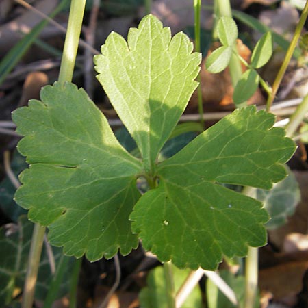 Ranunculus lucorum \ Hain-Gold-Hahnenfu / Grove Goldilocks, D Rheinhessen, Wendelsheim 27.4.2010